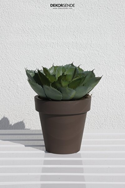 Dekorsende نبات عصاري شوكي صناعي 25 سم