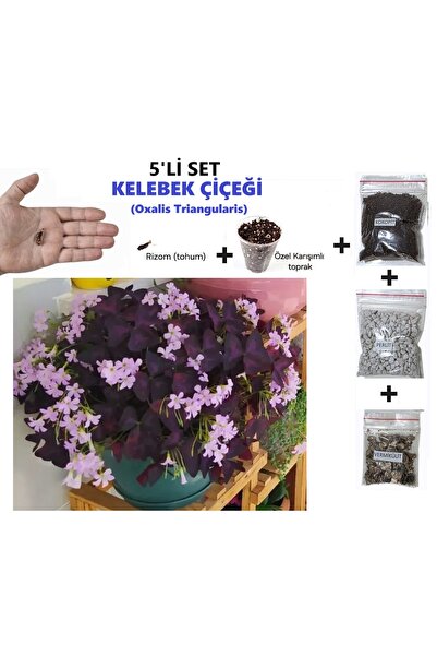 morlalem m Pembe Mor Alacalı Uyku Çiçeği Bitki Seti Kelebek Çiçeği Süs Yoncas...