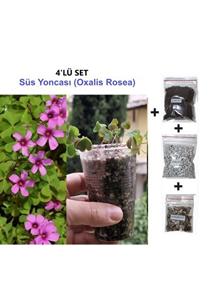 morlalem m Yeşil Yapraklı Pembe Çiçekli Uyku Çiçeği Yoncası, Oxalis Obtusa, O...