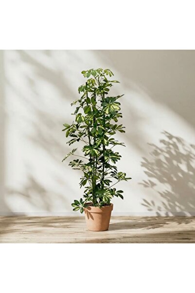 GoldLotus Schefflera - Şeflera - 5 Parmak Bitkisi 80-100 Cm