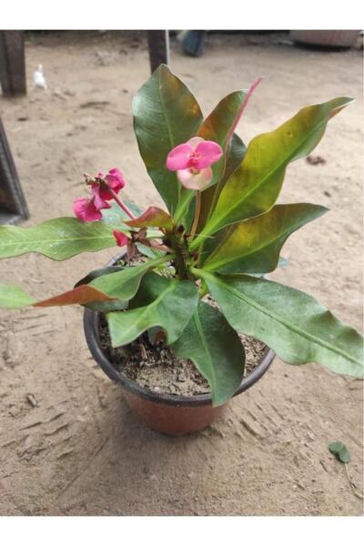 Genel Markalar Japon Iğnesi Dikenler Tacı Euphorbia Milii Fidanı Saksılı 10-2...