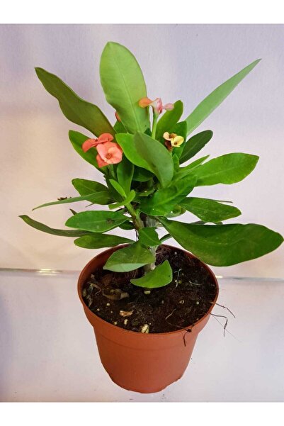 Genel Markalar Dikenler Tacı Euphorbia Milli Fidanı Turuncu 10-20 cm