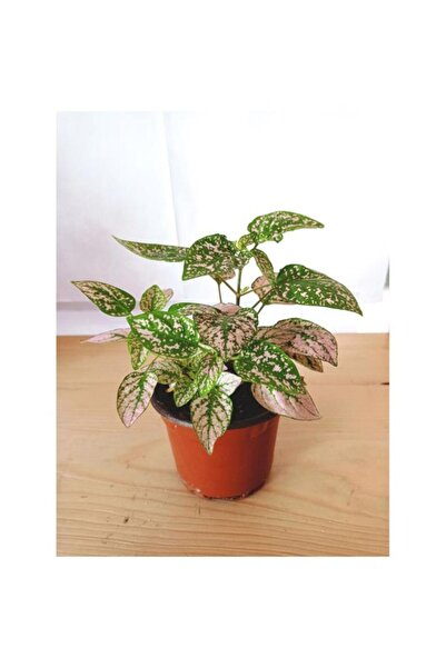 GAIA BOTANIC Fittonia Hypoestes Bitkisi Fidanı Yeşil Beyaz 10-20 cm