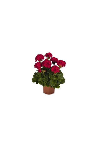 Genel Markalar Kırmızı Sardunya Çiçeği Fidanı 10-20 cm