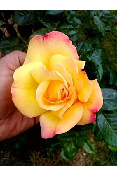 Mimoza Somon Kayısı Sarmaşık Gül Fidanı 10-20 cm