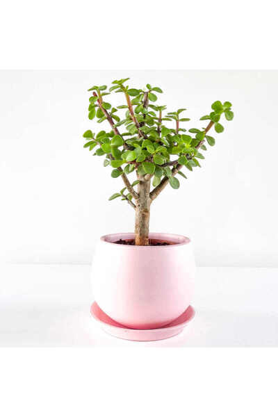 Taha Çiçekcilik Crassula Ovata Para Çiçeği Para 10-20 cm