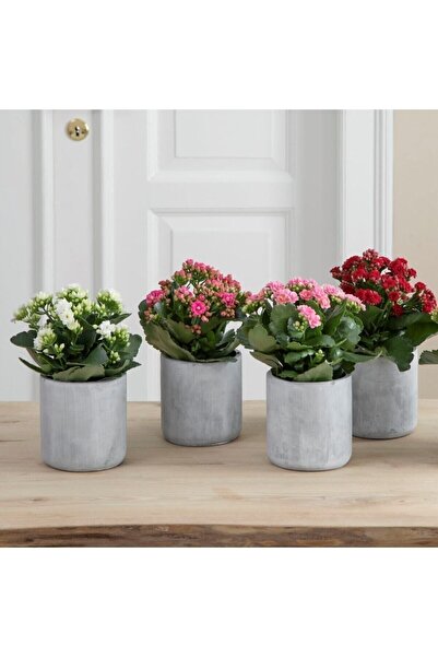 Queen Flowers Kalanchoe Çiçeği Fidanı 4 Adet Karışık Renk 10-20 cm