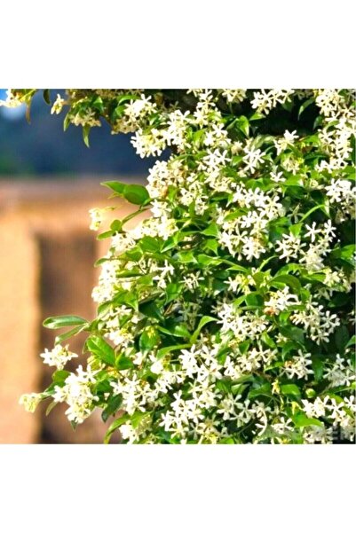 Mimoza Arap Yasemini Sarmaşığı Fidanı Rhyncospermum Jasminoides 20-30 Cm