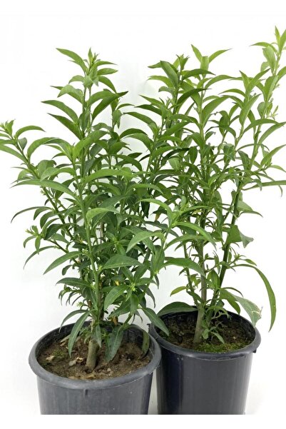 SEFE BOTANİK Kolonya Limon Çiçeği Akşam Gece Sefası Melisa 2 Adet 20-40 Cm