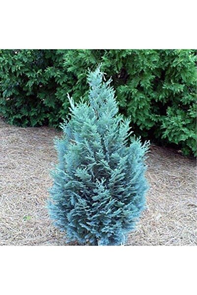 Mimoza Çam Fidanı 30 40 cm Chamaecyparis Ellwoodii