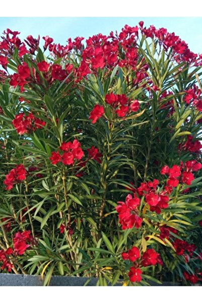 Evimdeki Bahçem Kırmızı Susuzluğa Dayanıklı Çiçekli Zakkum Fidanı