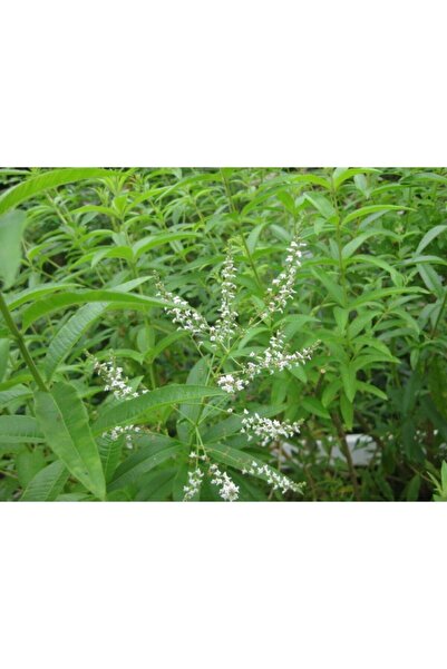 YAĞMUR BOTANİK Limon Melisa Çiçeği Fidanı Saksılı 20-40 cm