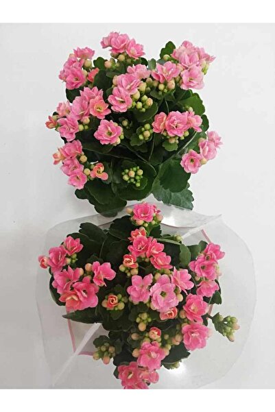 Mevsim Fidancılık Pembe Kalanşo Kalanchoe Emel Hanım Kardeş Kanı Çiçeği 10-20 cm