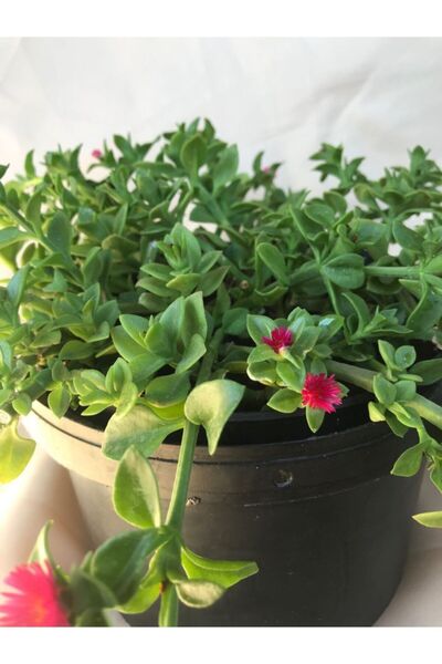 YAĞMUR BOTANİK Buz Çiçeği Fidanı 10-20 cm Mezar Örtücü Yayılıcı Bitki