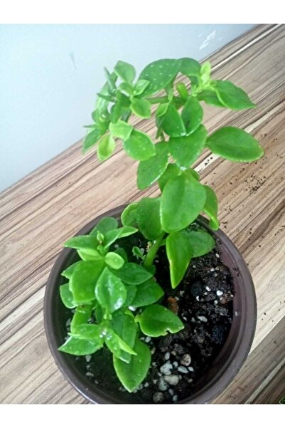 Genel Markalar Buz Çiçeği Fidesi Fidanı 10-20 cm