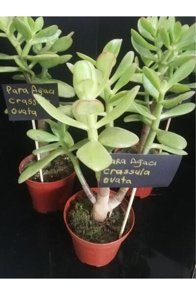 deysi flowers Para Ağacı Çiçeği Crassula Ovata Fidanı 10-20 cm