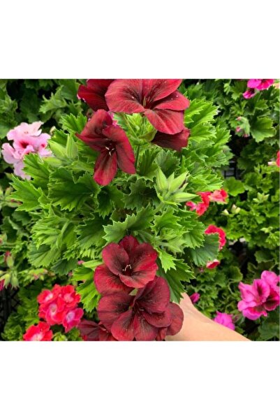 Fidan Botanik Koyu Kırmızı Ceylan Gözü Sardunya Fidanı 10-20 cm