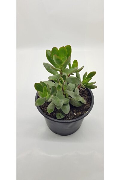bitkidünyam Crassula Ovata Para Çiçeği 10cm