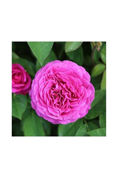 Cansuyu fide Isparta Gülü Fidesi Rosa Damascena 10-20 cm