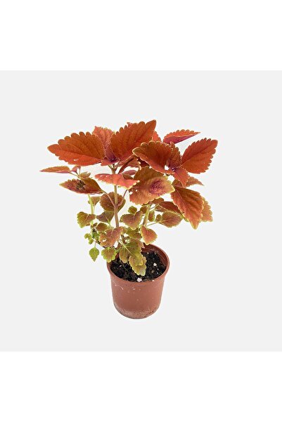 Anthurium Yaprak Güzeli Yaprağı Güzel Kolyos Çiçeği Fidanı Özel Renk 10-20 cm
