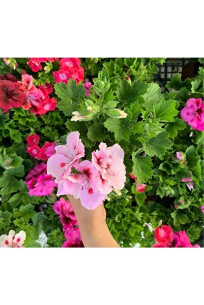 Fidan Botanik Ceylan Gözü Sardunya Fidanı Açık Pembe 10-20 cm