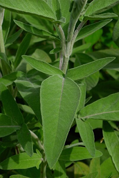 Karaca Tıbbi Bitkiler Anadolu Adaçayı (salvia Fruticosa L.) 20 cm