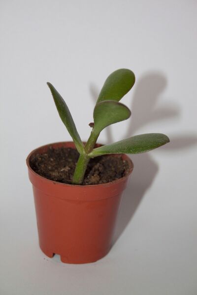 BAYRAKTAR PEYZAJ Şans ve Para Çiçeği Crassula Ovata Tekli 5.5 cm Küçük Saksıda