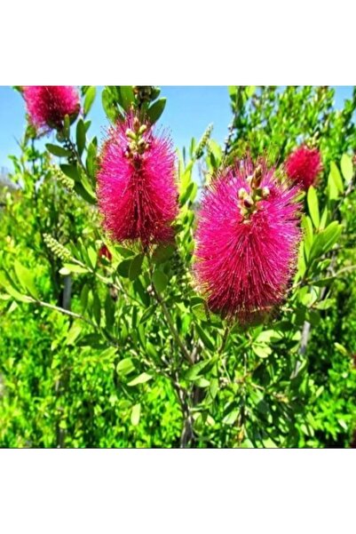 YASMİN ORGANİK TARIM Fırça Çalısı Çiçeği Fidanı 30-60 cm