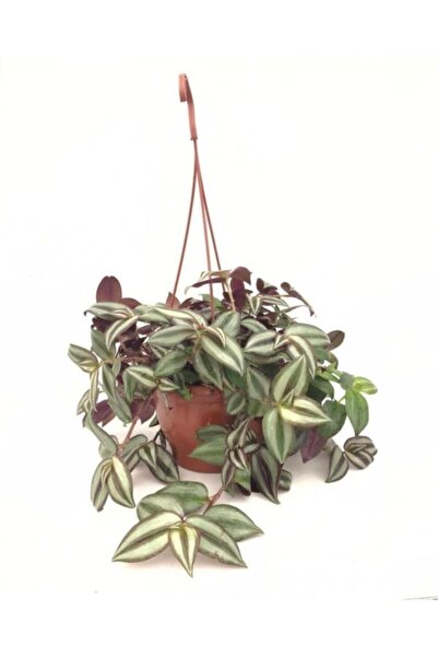 NisaBebe Telgraf Çiçeği Fidanı Kara Sevda Çiçeği 10-20 cm