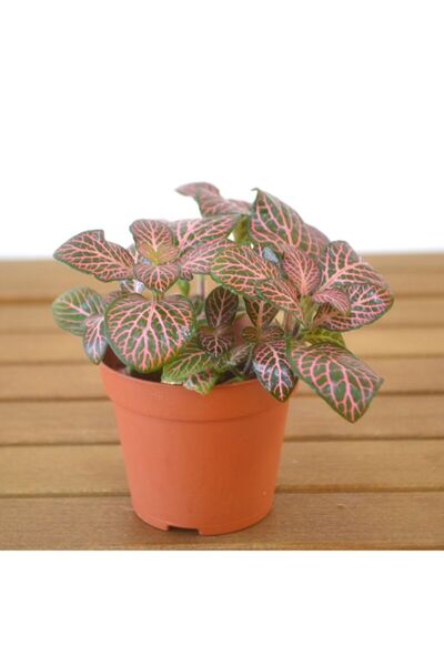 Twins Floral Art Fittonia Çiçeği Fidanı 10-20 cm Yeşil Pembe