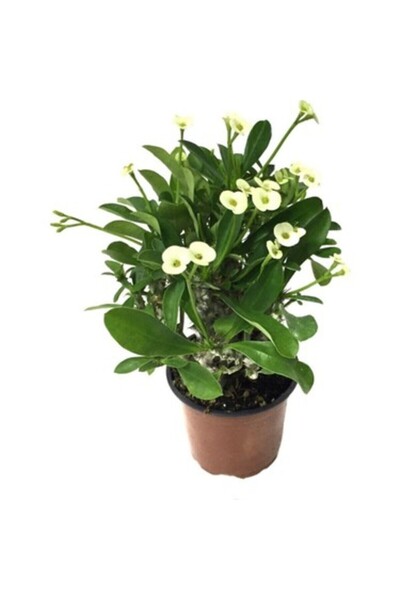 Mimoza Sarı Dikenler Tacı Çiçeği Fidanı 10-20 cm