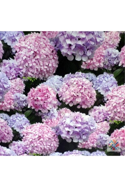 Grafted Lilac Hydrangea Seedling 20-40 Cm (with tube)