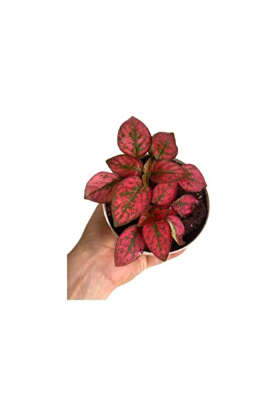 Mimoza Hostes Çiçeği Kırmızı Çilli Yaprak Güzeli Hipoestes Phyllostachya 10-2...