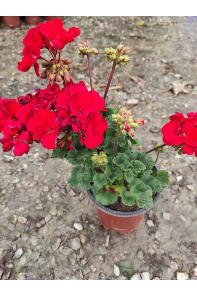 ADA ÇİÇEK EVİ Bayrak Kırmızı Sardunya Çiçeği Fidanı 10-20 cm