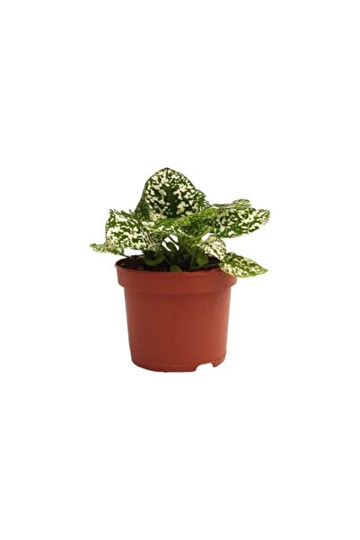 Genel Markalar Hypoestes Hostes Çiçeği Çilli Beyaz 10-20 Cm