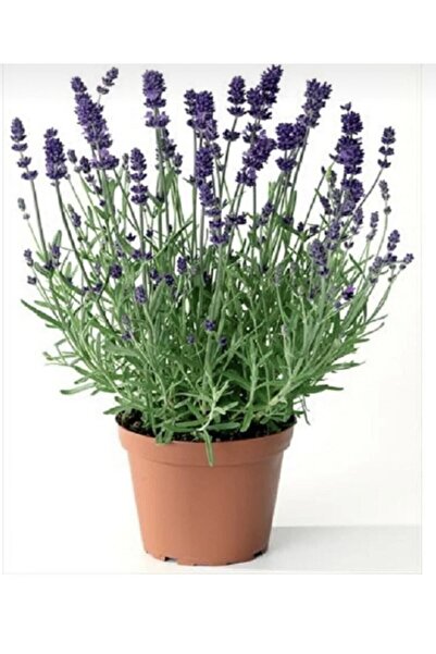 Lavender Seedling Angustifolia 10-20 cm in Pot