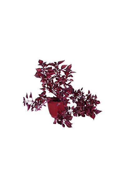Mimoza Çingene Şalvarı (Iresine Herbstii) Fidanı 10-20 cm