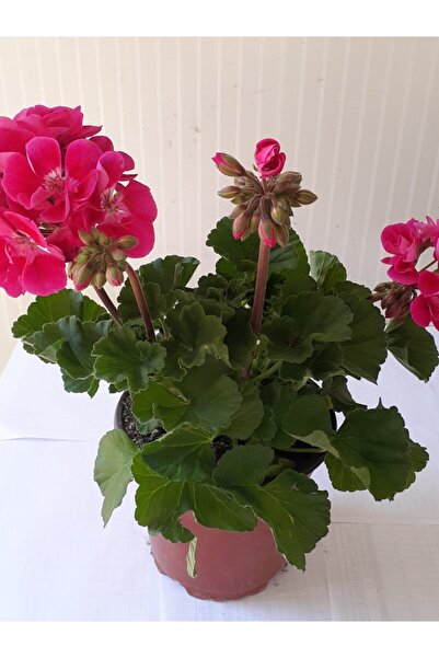 Yalvaç Peyzaj 1 Adet Sardunya Çiçeği + 1 Adet Ceylan Gözü Fidanı 10-20 cm