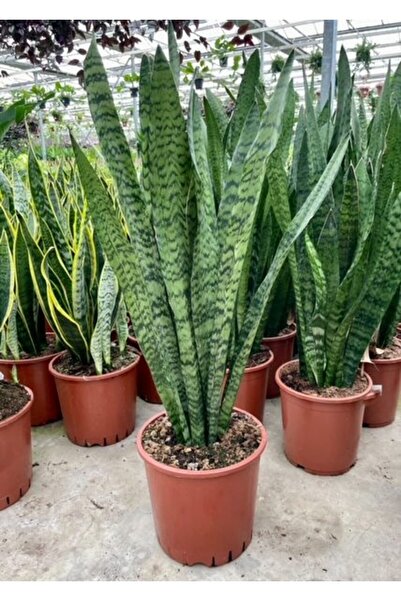 Mimoza Sansevieria Cylindrica Paşa Kılıcı Fidanı 10-20 cm