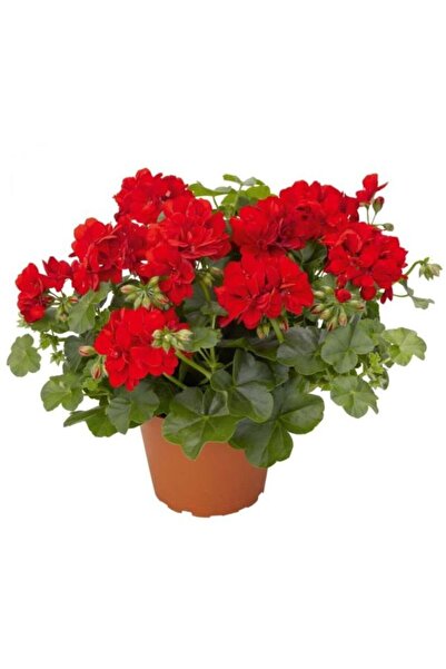 YAĞMUR BOTANİK Sardunya Fidesi Fidanı Kırmızı Saksılı 10-20 Cm