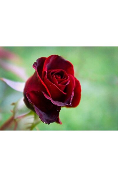 Mimoza Bayrak Kırmızı Aşılı Gül Fidanı Kokulu Yediveren Sarmaşık 10-20 cm