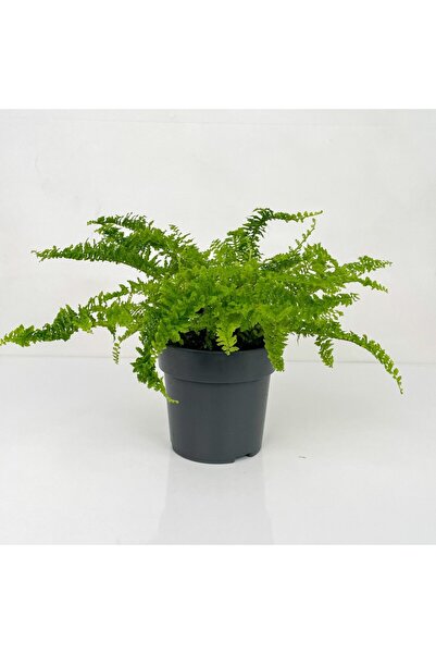 Genel Markalar Nephrolepis Aşk Merdiveni Çiçeği Fidanı 10-20 cm