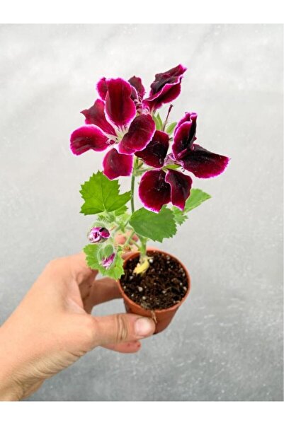 Mimoza Sardunya Çiçeği Fidanı Bordo Canan Ceylan Gözü 10-20 Cm