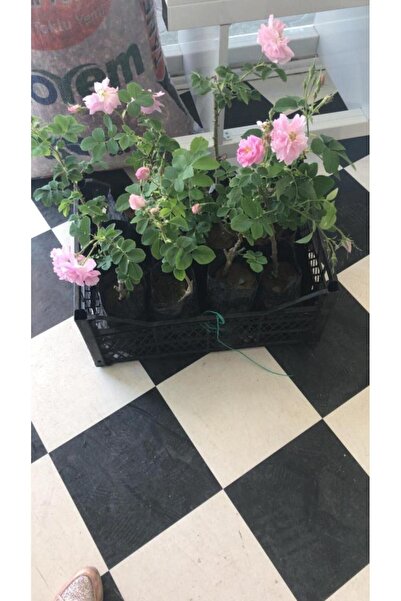 Mimoza Geleneksel Kokulu Reçellik Pembe Isparta Yağ Gülü Fidanı 15-25 Cm