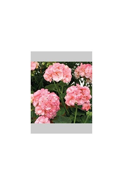 Mimoza Pembe Beyaz Sakız Sardunya Çiçeği Fidanı 10CM-30CM