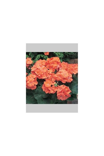 Mimoza Turuncu Sakız Sardunya Çiçeği Fidanı 10-20 Cm