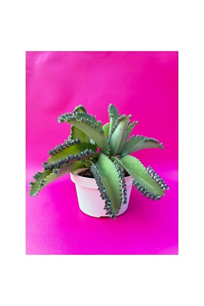 Mimoza Aşkın Gözyaşı Çiçeği (KALANCHOE DAİGREMONTİANA) Fidanı 10-20 cm
