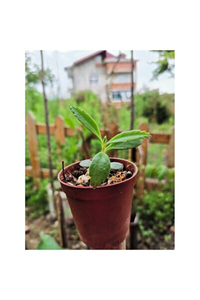 Mimoza Doğa Çiçekçilik Aşkın Gözyaşı Çiçeği