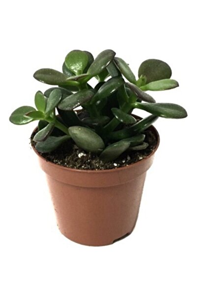 BARIŞ Sukulent Para Ağacı Şans Ağacı Crassula Ovata 10-20 cm
