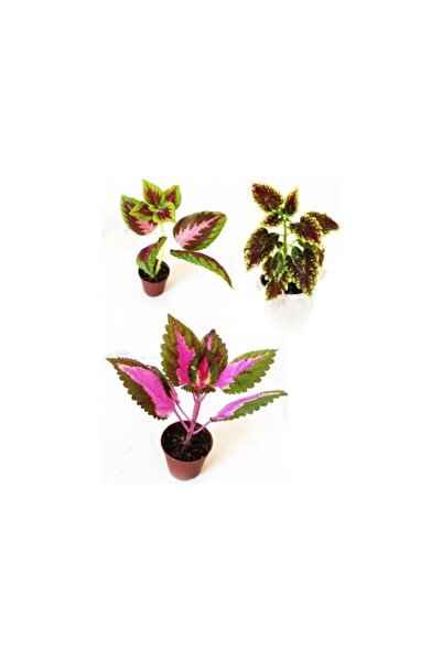 Mimoza Yaprak Güzeli Set- Kolyos Mix 3 Adet 10-20 cm